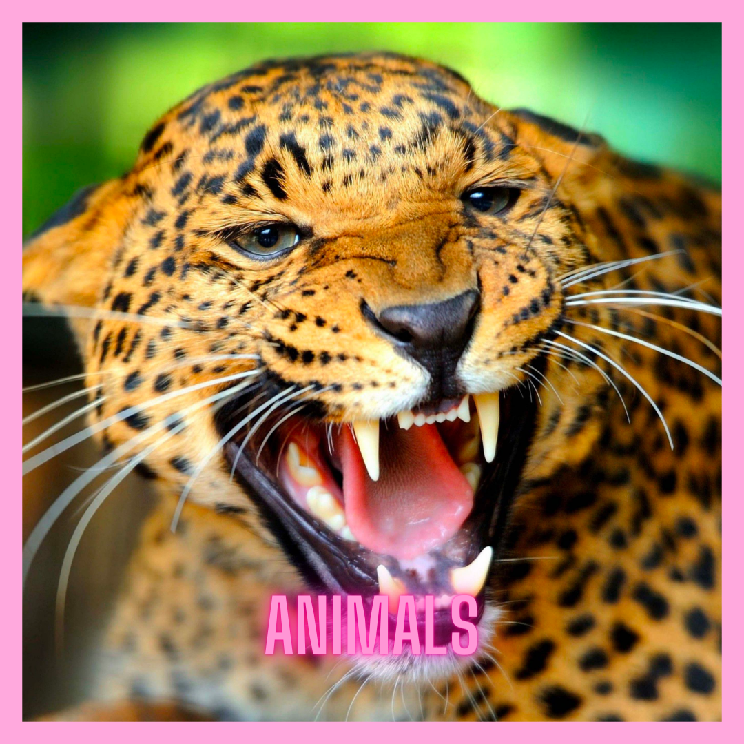 Animal